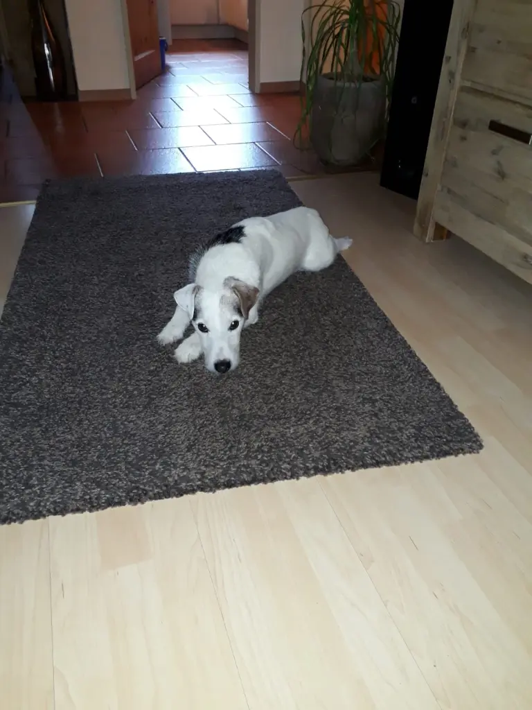 Andachtsbild von Kerstin mit Gismo im Herzen