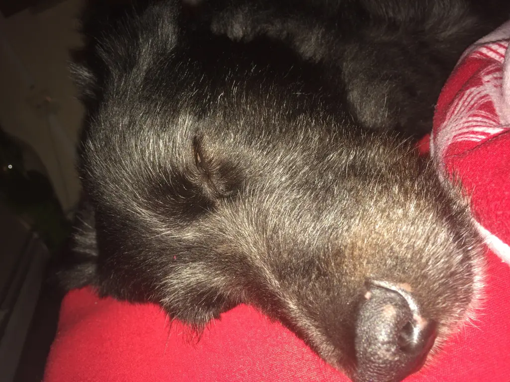 Image from Cujo