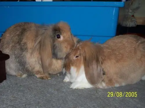 Image from meine himmlischen Lieblinge -Benny & Blissi
