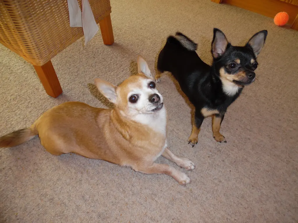 Andachtsbild von Irene mit Jimmy Im Herzen