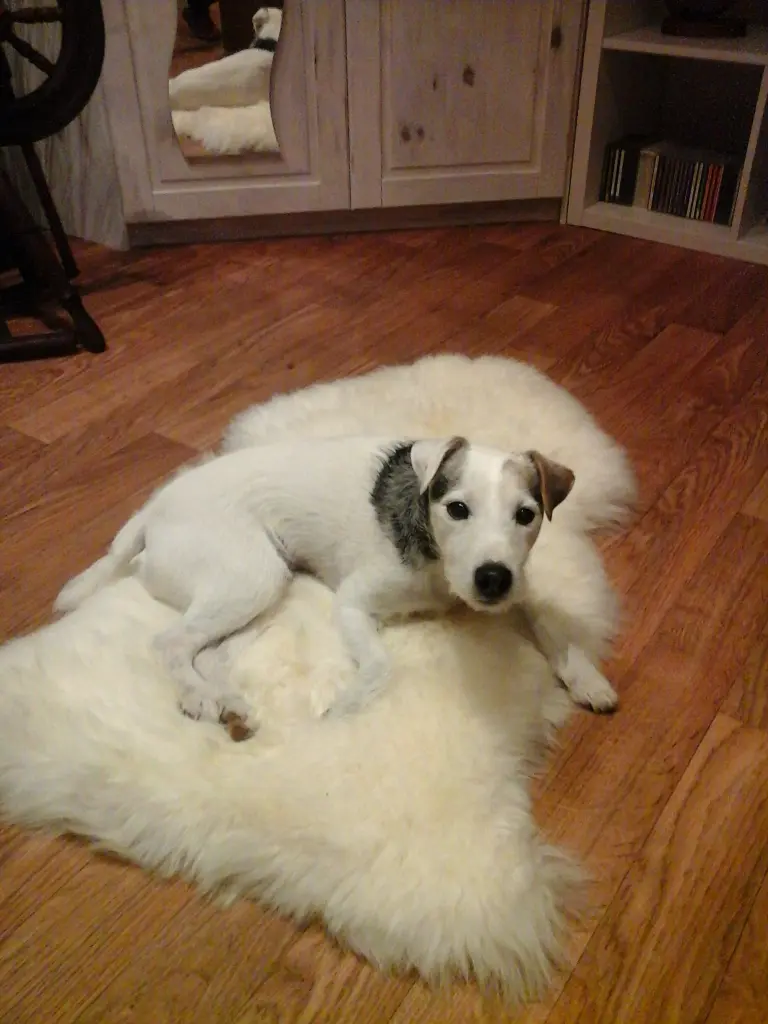 Andachtsbild von Kerstin mit Gismo im Herzen
