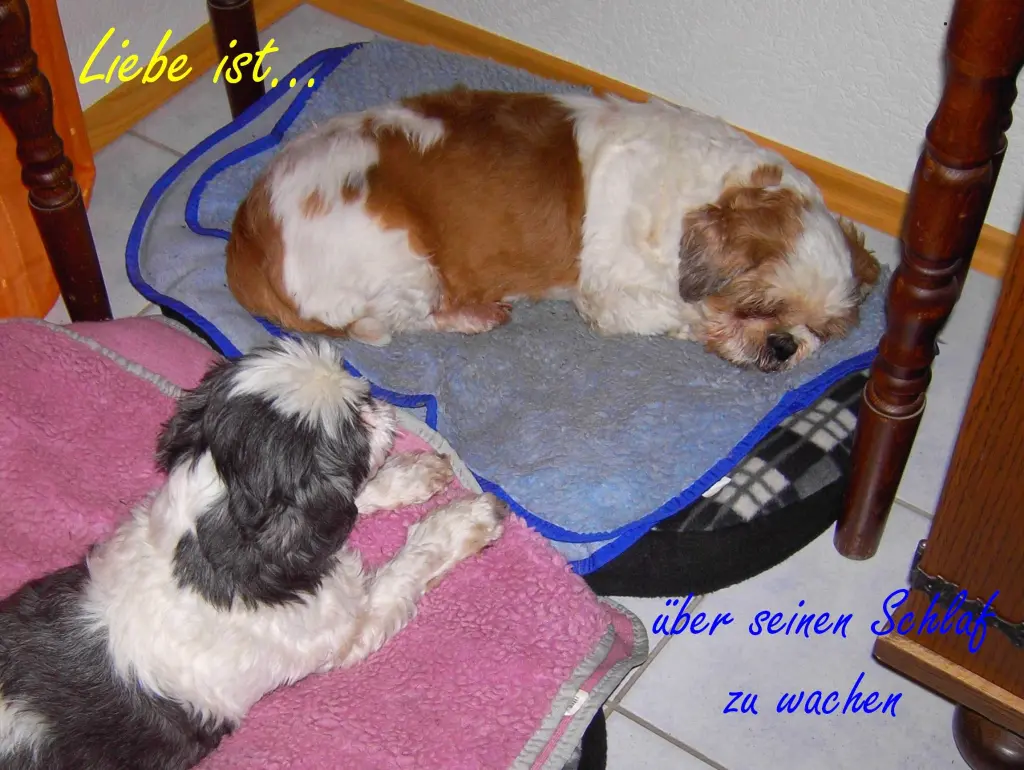 Andachtsbild von Marika mit Balou und Hippo im Herzen