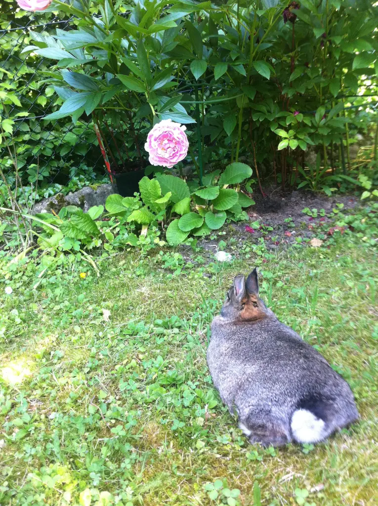 Andachtsbild von Für Pauline