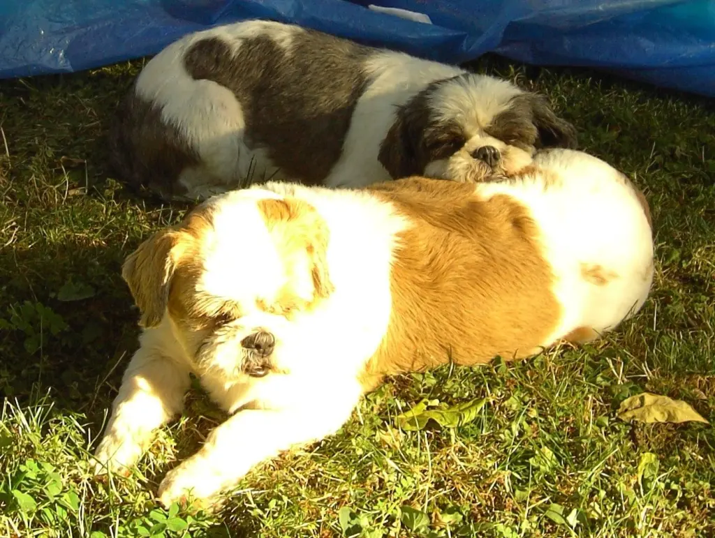 Andachtsbild von Marika mit Balou und Hippo im Herzen