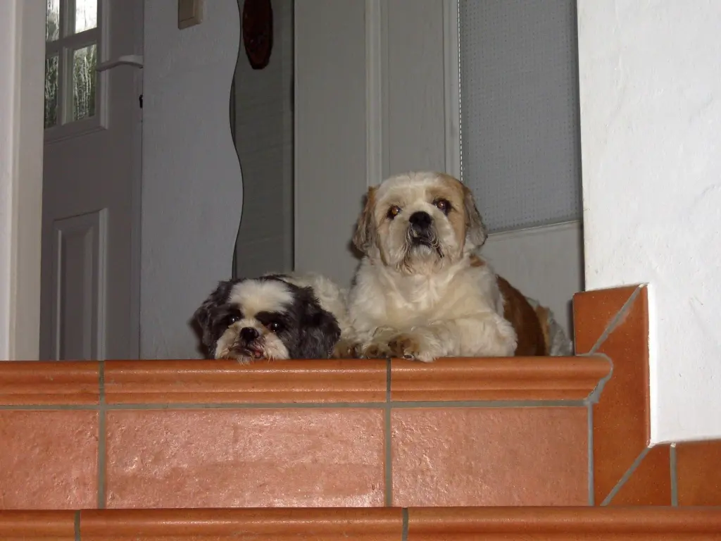 Andachtsbild von Marika mit Balou und Hippo im Herzen
