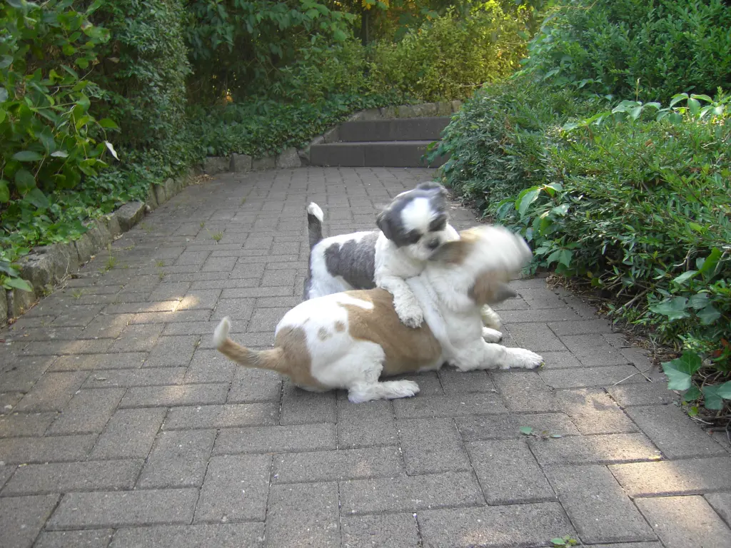 Andachtsbild von Marika mit Balou und Hippo im Herzen