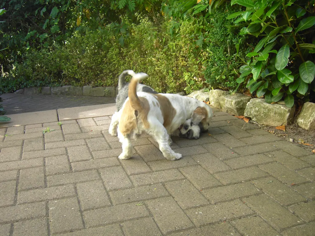 Andachtsbild von Marika mit Balou und Hippo im Herzen