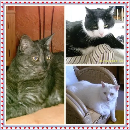 Andachtsbild von Ilse mit Gismo, Fee und Minna tief im Herzen