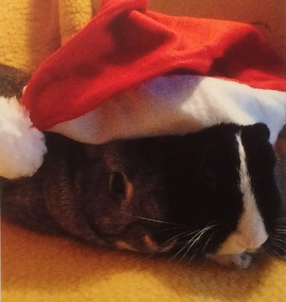 Andachtsbild von Für Pauli vom Nikolaus