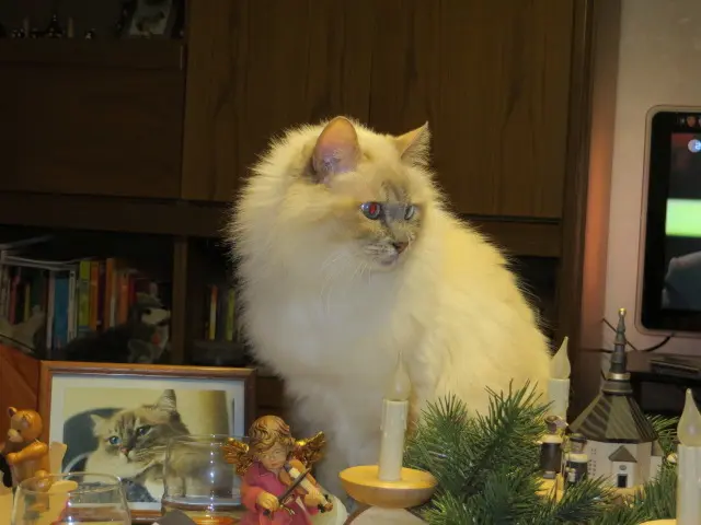 Andachtsbild von Uschi mit Seelenkatzen Jojo und Merlin