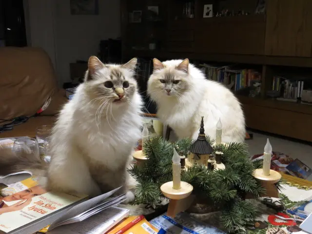 Andachtsbild von Uschi mit Seelenkatzen Jojo und Merlin