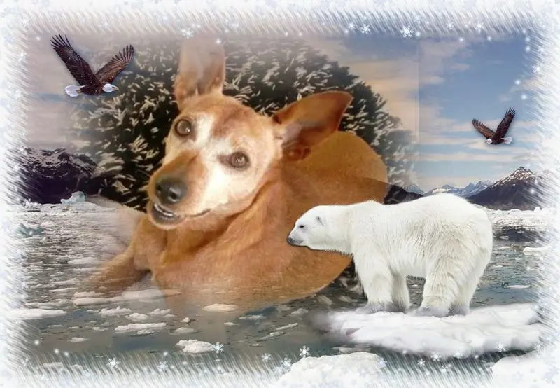 Andachtsbild von Streicheleinheiten für Pauline