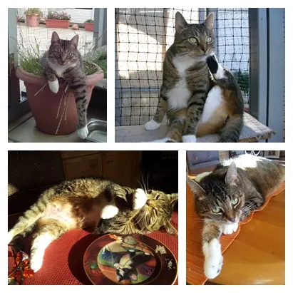 Andachtsbild von Ilse mit Gismo, Fee und Minna tief im Herzen