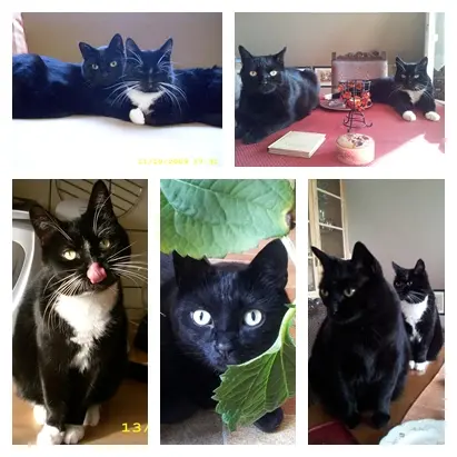 Andachtsbild von Ilse mit Gismo, Fee und Minna tief im Herzen
