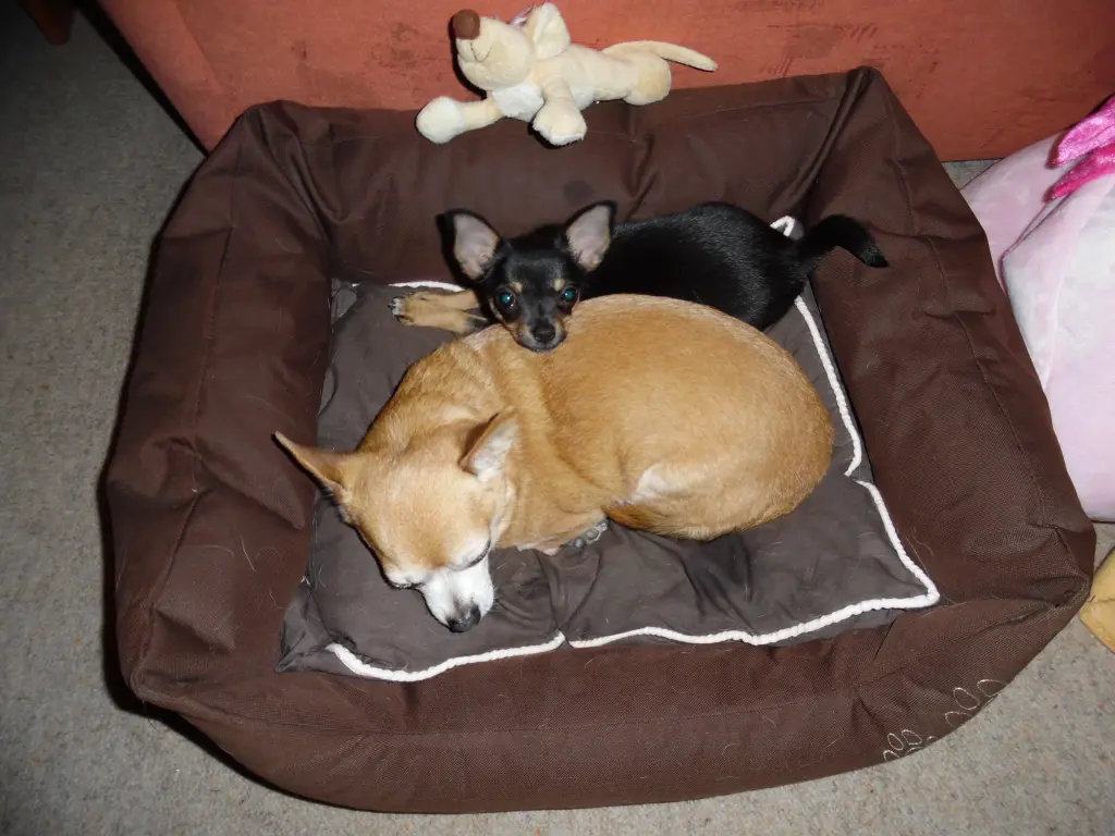 Andachtsbild von Irene mit Jimmy tief im Herzen