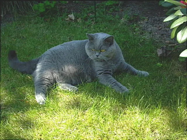 Andachtsbild von Hans u. Sibylle mit Momo † 13.11.2017