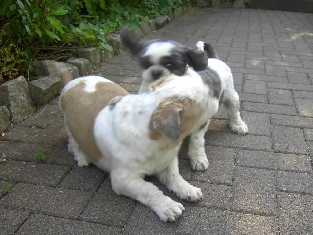 Andachtsbild von Marika mit Balou und Hippo im Herzen