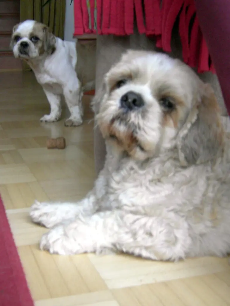Andachtsbild von Marika mit Balou und Hippo im Herzen