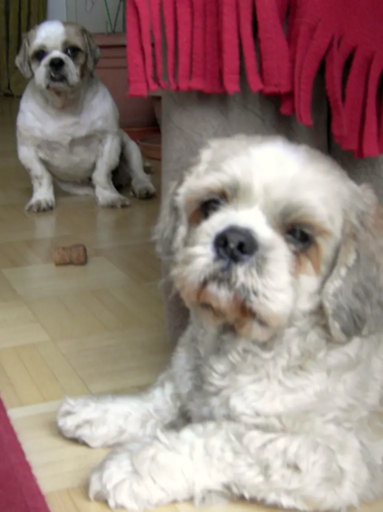 Andachtsbild von Marika mit Balou und Hippo im Herzen