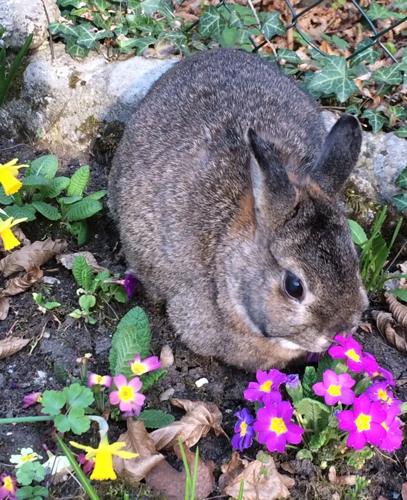 Andachtsbild von Sweet Pauli