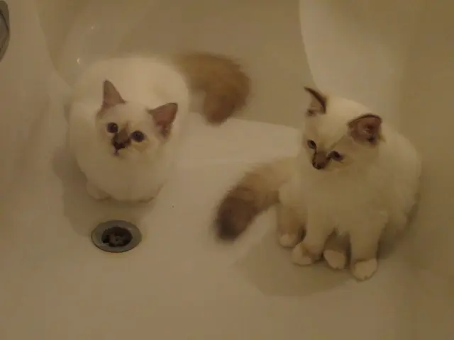 Andachtsbild von Uschi mit Seelenkatzen Jojo und Merlin