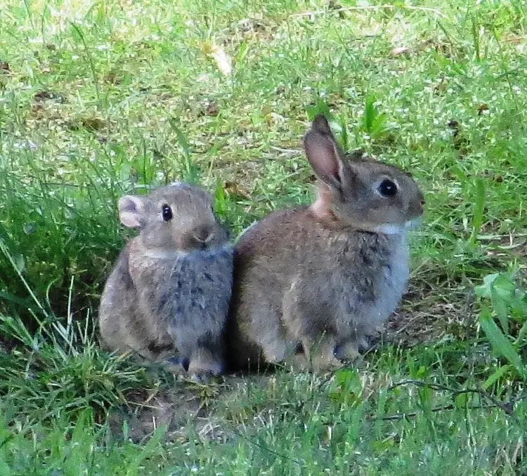 Andachtsbild von Ilse mit Gismo, Fee und Minna tief im Herzen