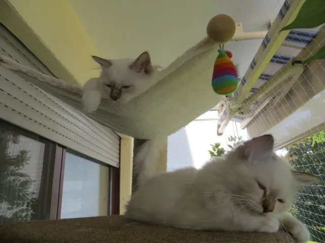 Andachtsbild von Uschi mit Seelenkatzen Jojo und Merlin