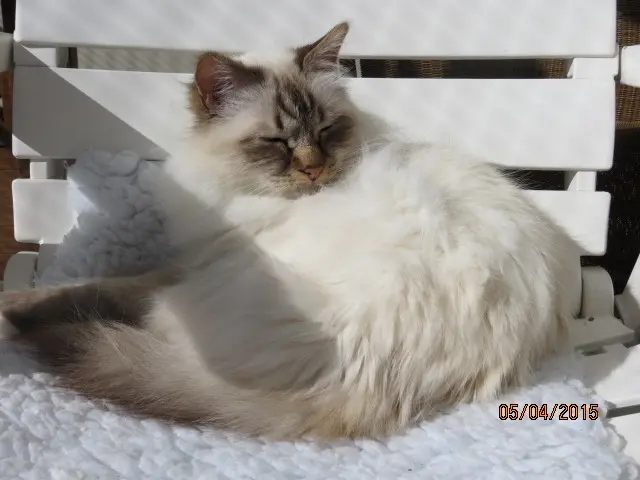 Andachtsbild von Uschi mit Seelenkatzen Jojo und Merlin
