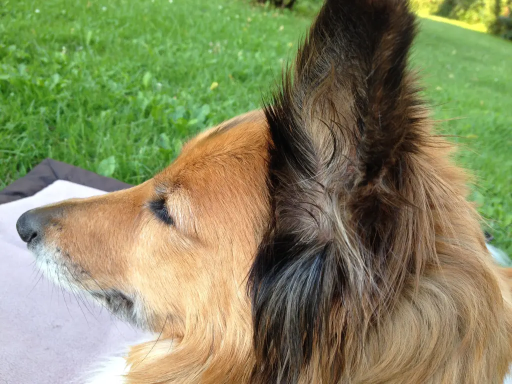Andachtsbild von Katharina mit Merle im Herzen
