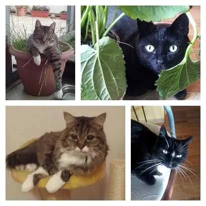 Andachtsbild von Ilse mit Gismo, Fee und Minna tief im Herzen