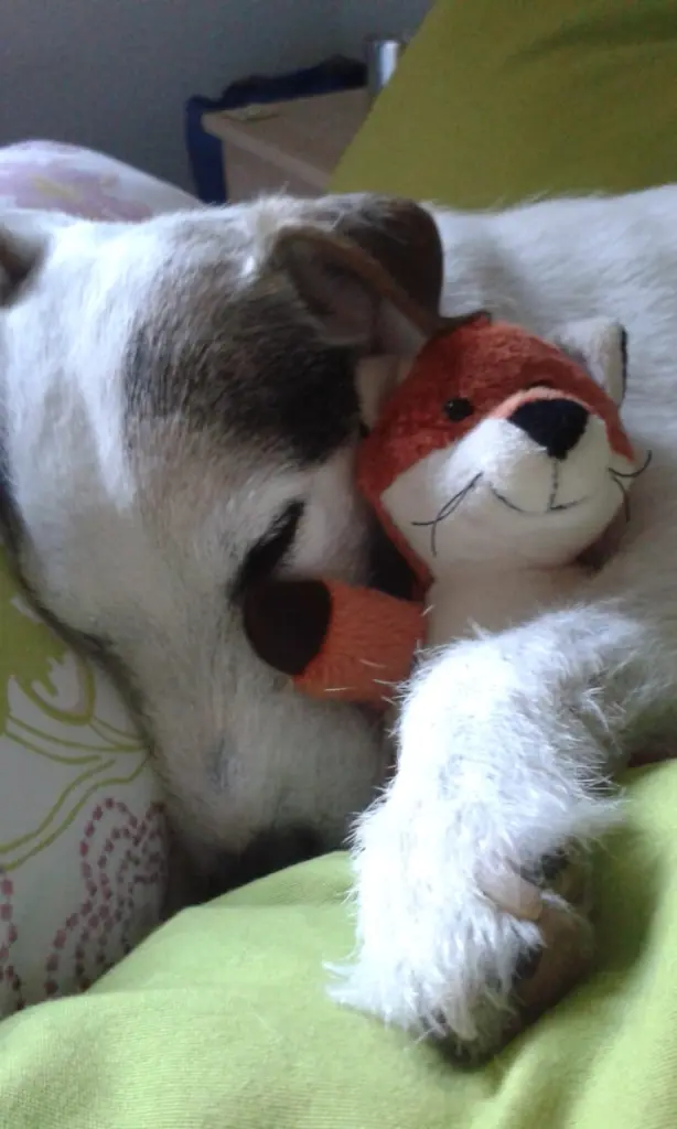 Andachtsbild von Kerstin mit  Gismo  im Herzen