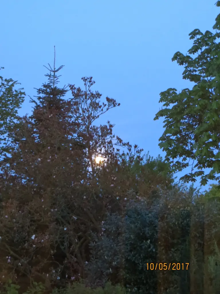 Andachtsbild von Uschi mit Seelenkatzen Jojo und Merlin