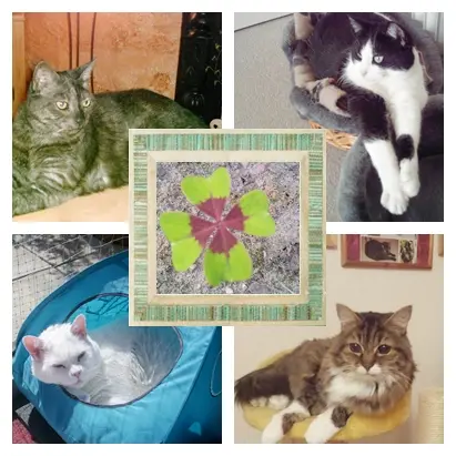 Andachtsbild von Ilse mit Jule, Gismo, Fee und Minna tief im Herzen