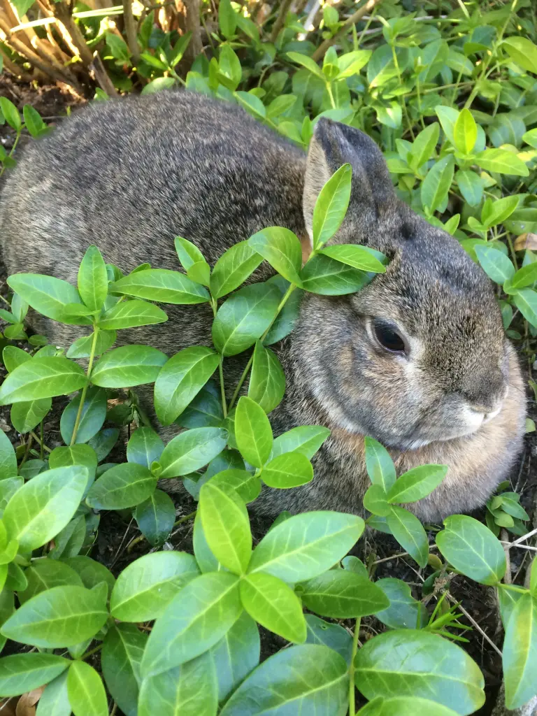 Andachtsbild von Sonntagsrosen fürs Paulinchen