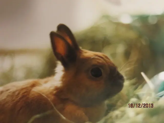 Andachtsbild von Uschi mit Seelenkatzen Jojo und Merlin