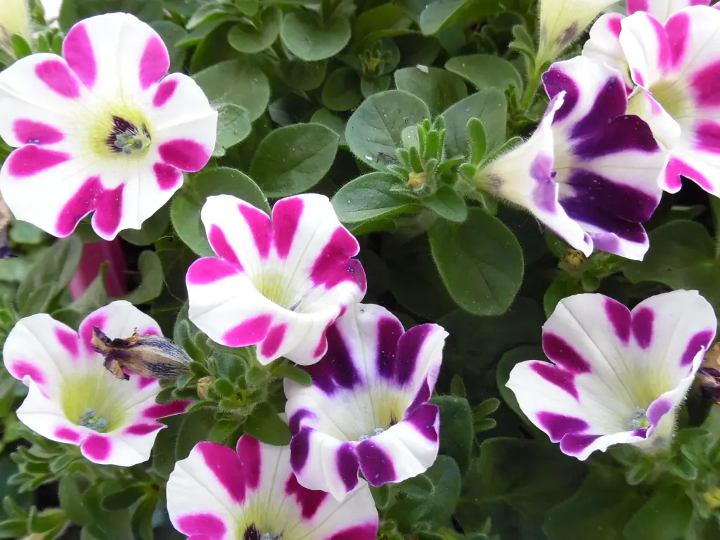 Andachtsbild von Irene mit Jimmy tief im Herzen