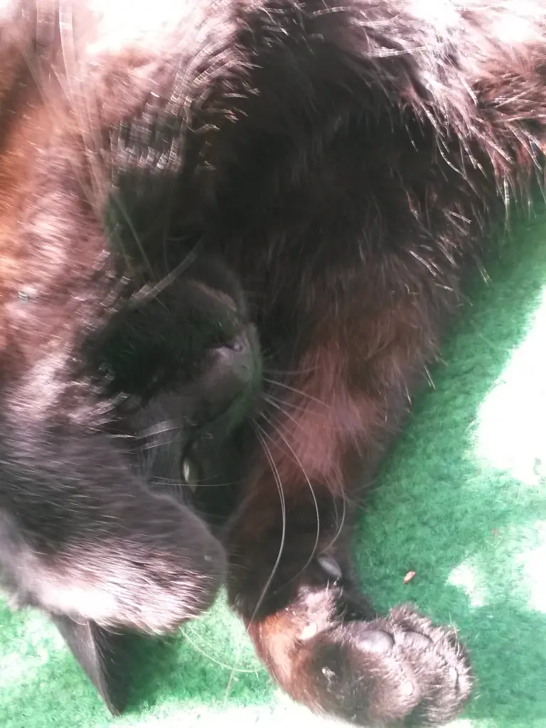 Andachtsbild von Anja mit Joy im Herzen ❤