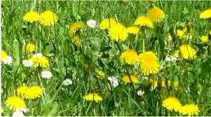 Andachtsbild von Uschi mit Seelenkatzen Jojo und Merlin