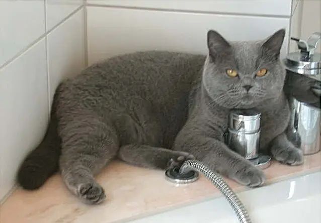 Andachtsbild von Hans u. Sibylle mit Momo † 13.11.2017