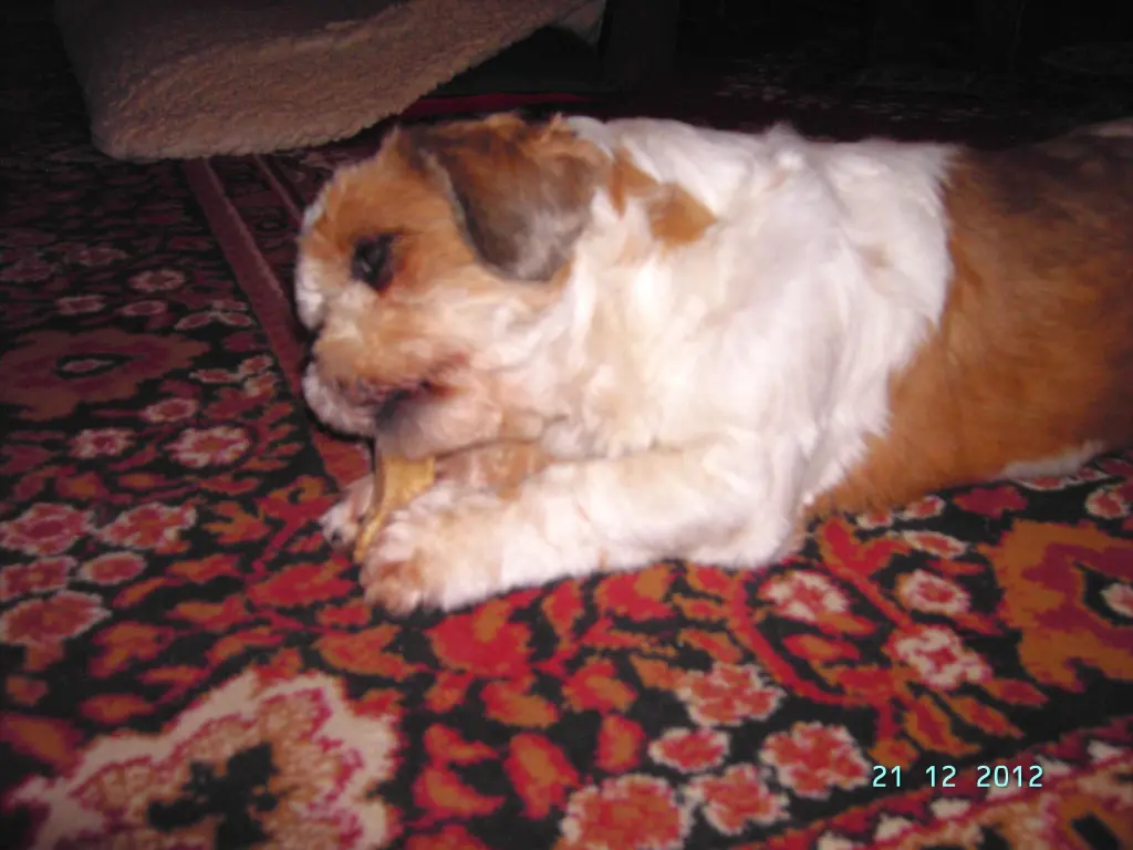 Andachtsbild von Marika mit Balou und Hippo im Herzen