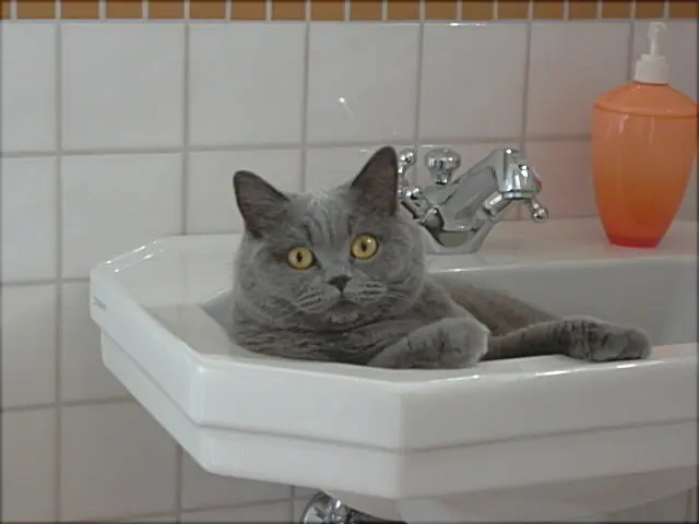 Andachtsbild von Hans u. Sibylle mit Momo † 13.11.2017