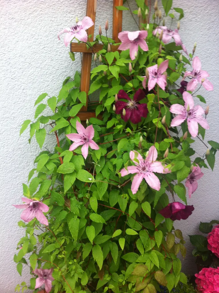 Andachtsbild von Traurige Rosen