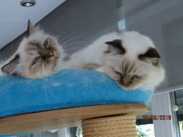 Andachtsbild von Uschi mit Seelenkatzen Jojo und Merlin