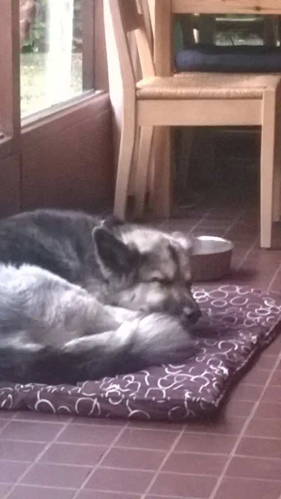 Andachtsbild von Susanne mit Rusty im Herzen ♥️