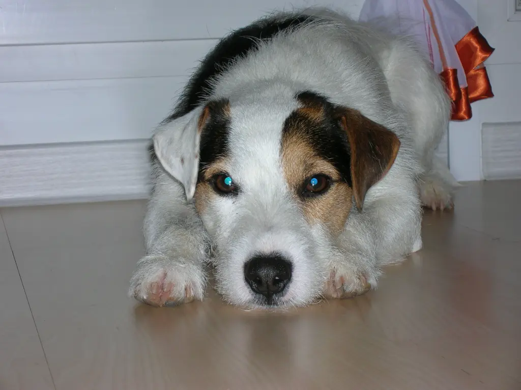 Andachtsbild von Kerstin mit Gismo im Herzen