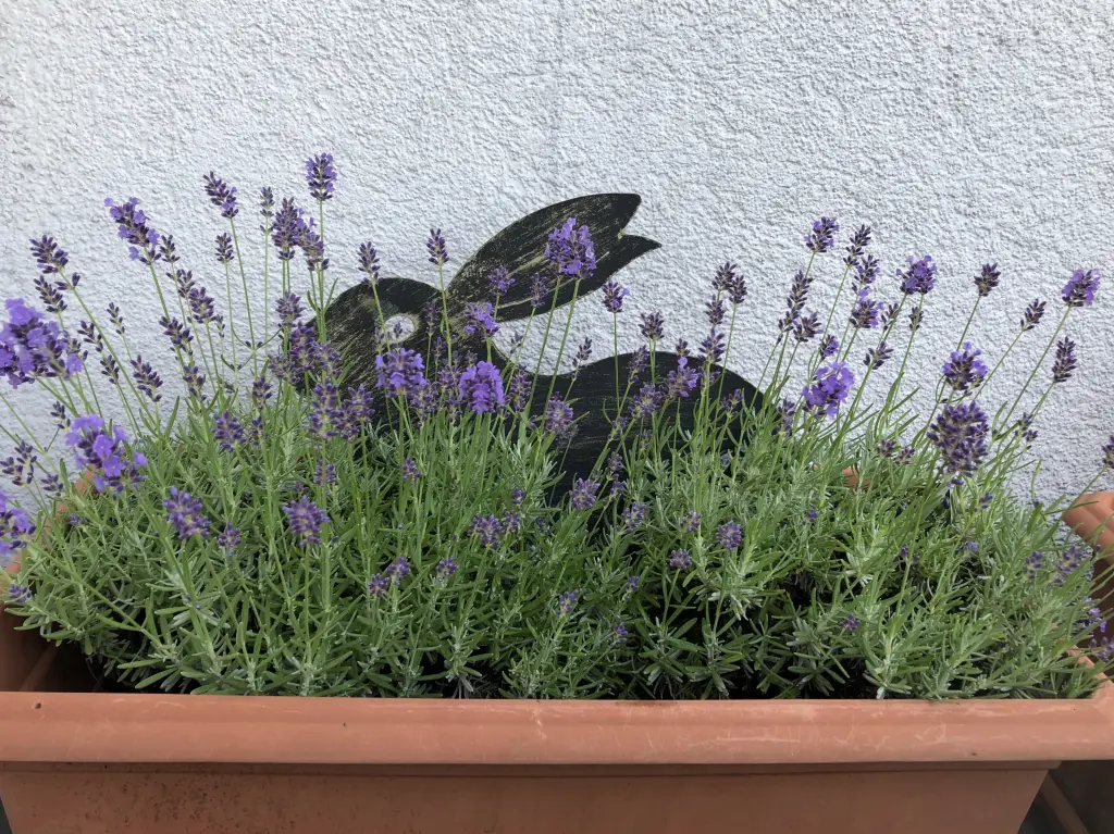 Andachtsbild von Montagsrosen für mein Paulinchen