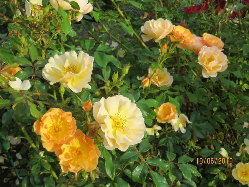 Andachtsbild von USchi mit Seelenkatzen Jojo und Merlin