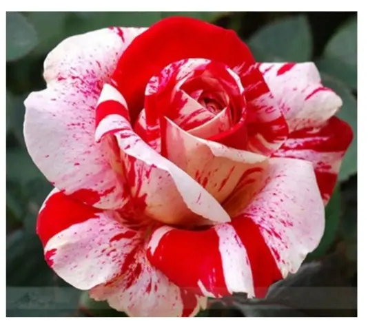 Andachtsbild von Michaela mit Nicko und Ariane ganz tief im ❤