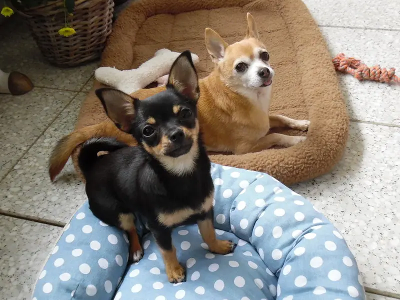 Andachtsbild von Irene mit Jimmy tief im Herzen