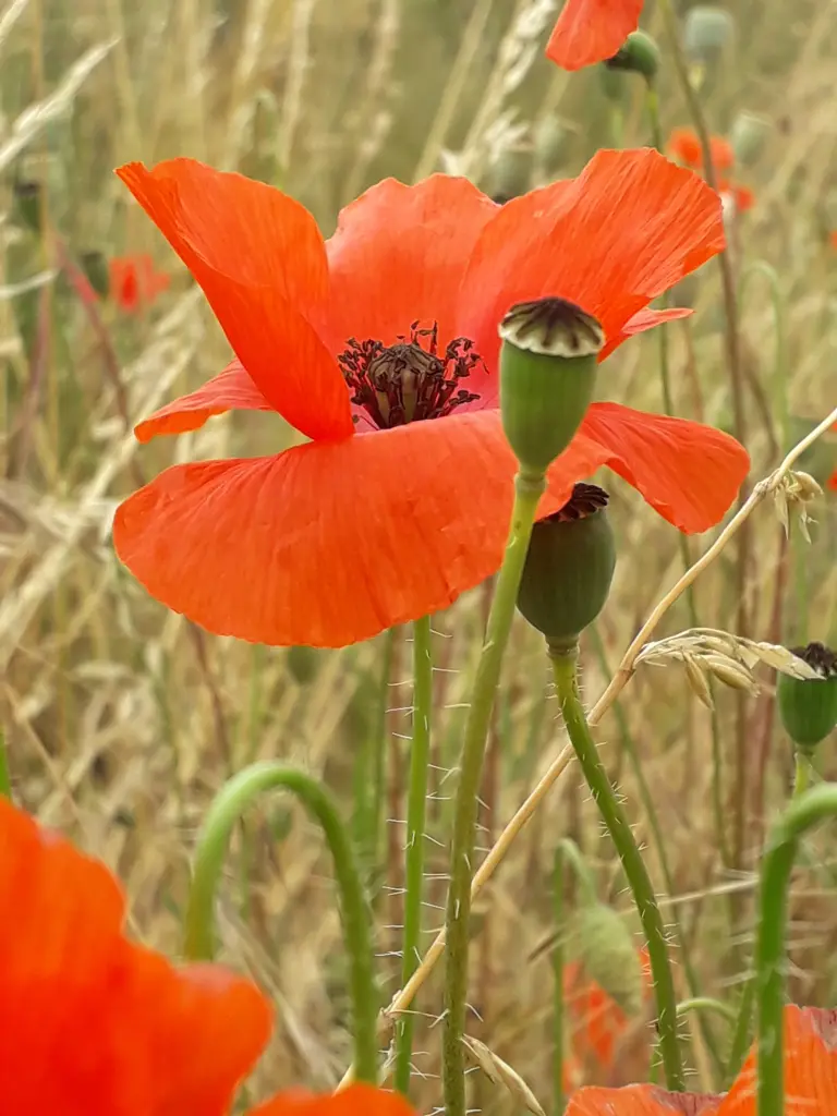 Andachtsbild von Unbekannt